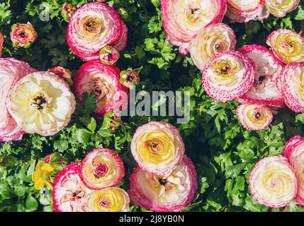 Arrière-plan en fleur de ranunculus rose. Mise au point sélective. Banque D'Images