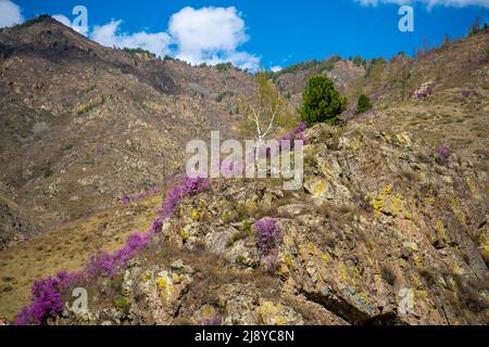 Maralnik en fleurs ou Rhododendron ledebourii dans les montagnes de l'Altaï près du tractus de Chuysky, Altaï, Sibérie, Russie Banque D'Images