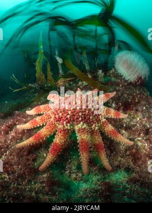 Un grand Sunstar commun (Crossaster paposus) se trouve sous le varech qui se balance dans la montée. Mouvement capturé avec un obturateur lent. Banque D'Images