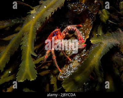 Un petit homard rouge à langoustines (Galathea strigosa) parmi les algues vertes et brunes du Loch Fyne, en Écosse. Banque D'Images