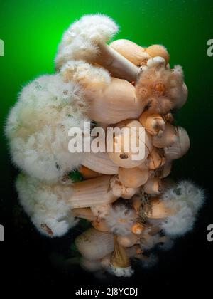 Un groupe d'anemones de Plulose (Metridium senile) dans les eaux riches en phytoplancton vert froid de l'ouest de l'Écosse. Banque D'Images