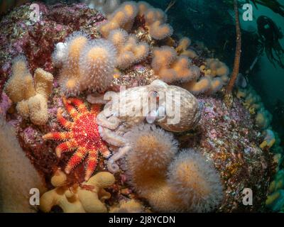 Poulpe (Eledone cirrhosa) sur un récif d'eau froide avec un sunstar commun (Crossaster paposus) et les doigts d'homme morts de corail doux (Alcyonium di Banque D'Images