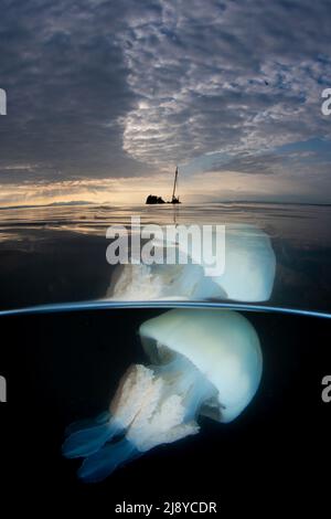 Coupe d'un gros méduse à canon (Rhizostoma pulmo) avec l'épave du petit bateau à vapeur Kaffir en arrière-plan. Un ciel nuageux avec du tex Banque D'Images