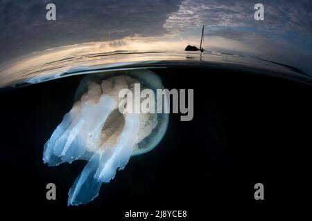 Coupe d'un gros méduse à canon (Rhizostoma pulmo) avec l'épave du petit bateau à vapeur Kaffir en arrière-plan. Un ciel nuageux avec du tex Banque D'Images