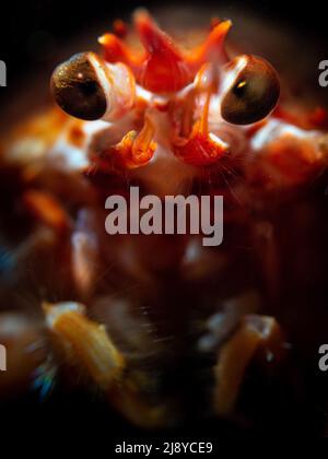 Un portrait d'un homard à long-clawed Squat avec les yeux et les parties de la bouche en vue. Une faible profondeur de champ sépare les yeux de l'arrière-plan. Loch F Banque D'Images