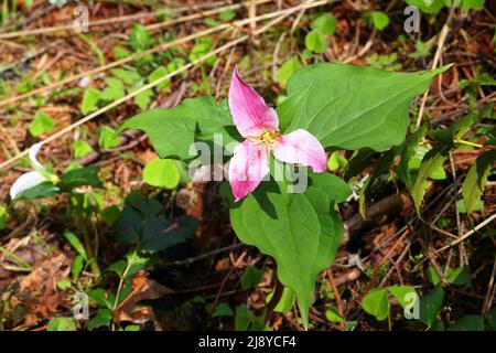 Un Trillium du Pacifique, Trillium ovatum Pursh, dont les fleurs tournent en rose et poussent sur un fond forestier près de Wahkeena Trail, dans la gorge de la rivière Columbia, en Oregon. Banque D'Images