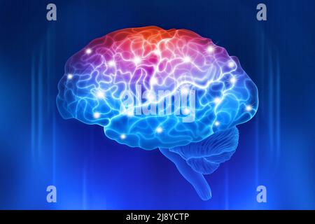 Cerveau humain sur fond bleu. Parties actives du cerveau. Illustration numérique Banque D'Images