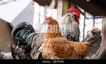 Une poule de couleur orange foncé se dresse contre l'arrière-plan d'un gros plan de coq Banque D'Images