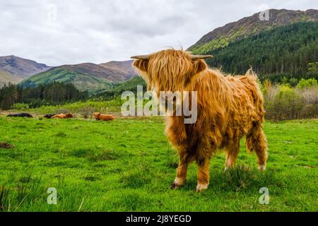 Un jeune Highland Cow à Glen Nevis, en Écosse Banque D'Images