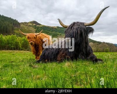 Une paire de vaches des Highlands à Glen Nevis près de fort William, Scottich Highlands. Banque D'Images