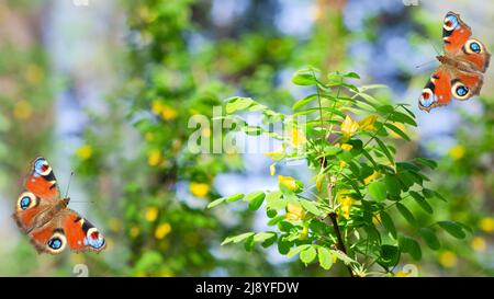Arrière-plan naturel non focalisé avec une forêt d'acacia à fleurs jaunes et de beaux papillons avec des yeux paon Banque D'Images