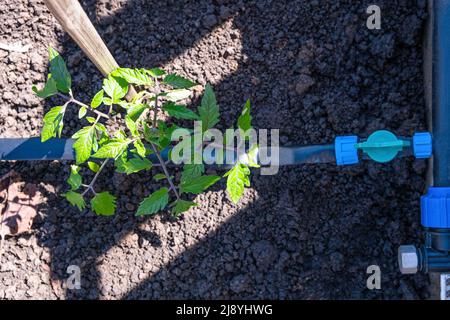 Plants de tomate cultivés en lits avec arrosage automatique ou système de goutte d'eau dans le potager d'origine. Tuyau d'arrosage et d'irrigation. Banque D'Images