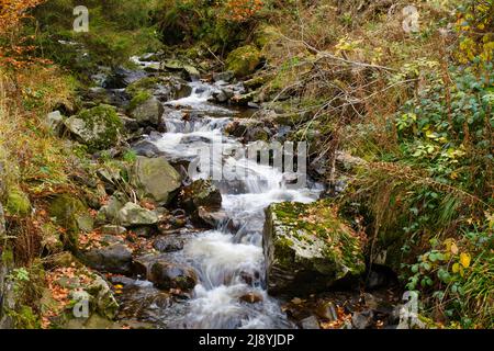 Rivière Radau à la vallée de Radau, Harz Banque D'Images