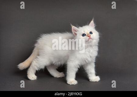 Joli chaton moelleux sur fond gris. Espace pour le texte Banque D'Images