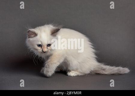 Joli chaton moelleux sur fond gris. Espace pour le texte Banque D'Images