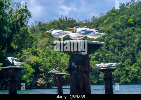 Royal Tern (Sterna maxima) qui fait des roosting sur un quai abandonné, le parc national de Los Haitises surnommé la baie d'Halong des Caraïbes. Mangroves, une riche avant-scène tropicale Banque D'Images