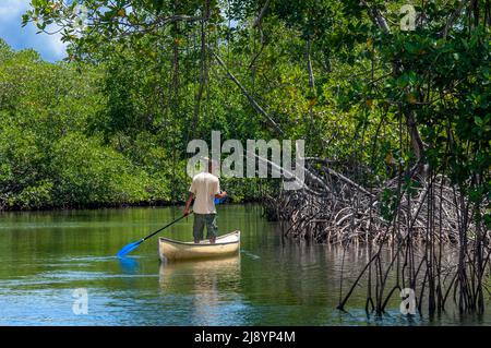 Forêt tropicale, mangroves. Écotourisme. Parc national de Los Haitises, Sabana de la Mar, République dominicaine. Le parc national de Los Haitises est un parc national lo Banque D'Images