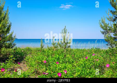 Arbustes fleuris aux roses sur les dunes de la mer Baltique. Valkla, Estonie Banque D'Images