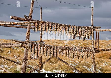 Interprétation en bois avec séchage du poisson dans un paysage herbeux partiellement couvert de neige en Islande Banque D'Images