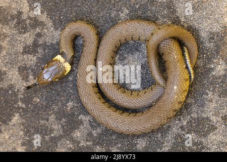 Serpent à gazon barré (Natrix helvetica) juvénile Norwich GB Royaume-Uni Mai 2022 Banque D'Images