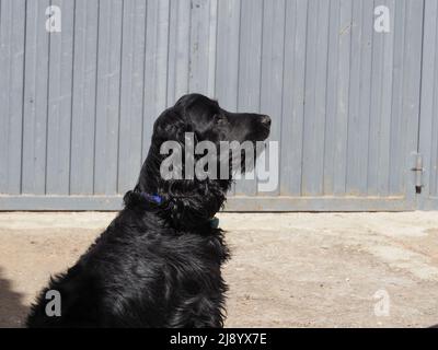 Chien de Cocker anglais de dix mois Banque D'Images