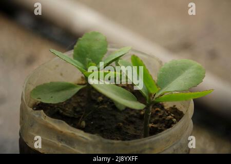 Photo portrait des arbres de Patharkuchi. Banque D'Images