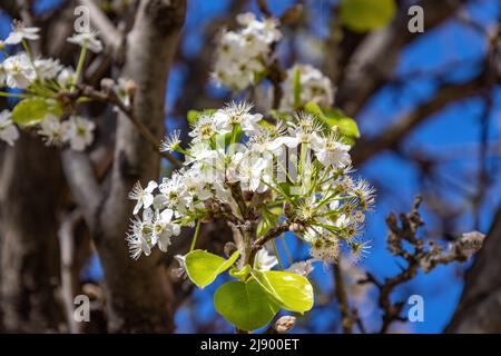 Pyrus calleryana Decne, ou la Callery Pear, est une espèce de poire originaire de Chine et du Vietnam, de la famille des Rosaceae. Banque D'Images