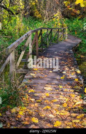 Passerelle piétonne en bois dans la forêt couverte de feuilles mortes. Automne dans la forêt. Banque D'Images