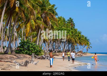 Palmiers sur la plage de Playa bonita sur la péninsule de Samana en République Dominicaine près de la ville de Las Terrenas. Resultados de traducción star bor Banque D'Images