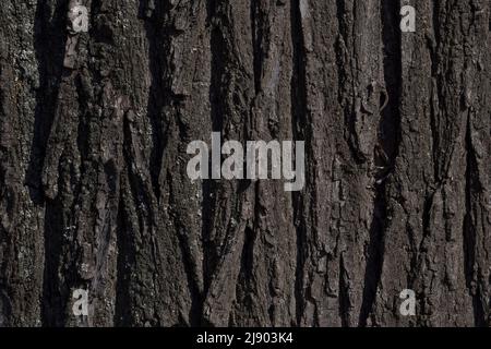 arrière-plan naturel abstrait : gros plan de l'écorce gris foncé de l'acacia Banque D'Images