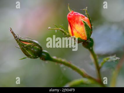 Détail de boutons roses et de tiges dans un jardin en Angleterre. Il y a de petits insectes sur les tiges. Banque D'Images