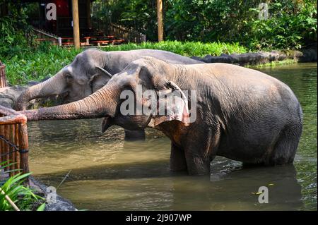 Deux éléphants se tenant dans une rivière submergent la moitié de leur corps dans l'eau Banque D'Images