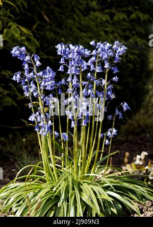 Les cloches sont des herbes vivaces en forme de cloche. Passez la plupart de leur temps sous terre comme bulbes, émergent, souvent en masse en avril et mai. Banque D'Images