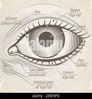 Gravure vectorielle de l'œil humain avec légendes. Cornée, iris et pupille. Nommez des parties de l'œil pour des livres, encyclopédies Illustration de Vecteur