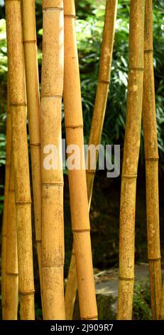 Grandes cannes jaunes de bambou de bois chinois. Banque D'Images