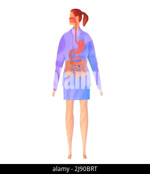 Illustration du système digestif humain de style aquarelle 3D. Image anatomique sur une femme. Banque D'Images