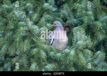 Un pigeon en bois commun, Columba Palumbus, perché sur une branche de pin, Allemagne Banque D'Images