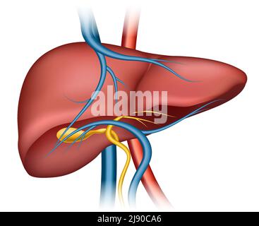 Structure du foie humain. Organe humain, science médicale, santé interne, illustration vectorielle Illustration de Vecteur