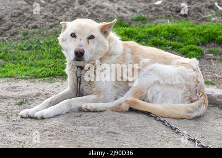 Vieux chien senior reposant sur le sol Banque D'Images