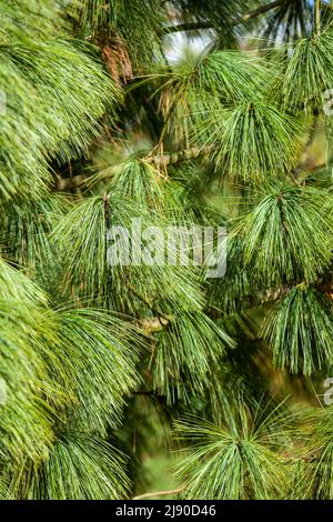 Gros plan sur les aiguilles (fascicules) du pin de l'Himalaya (Pinus wallichiana). Le Pinus wallichiana est un arbre à feuilles persistantes conifères originaire du Himal Banque D'Images