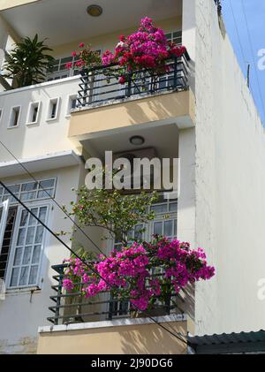 Balcons avec buisson rose à Nha Trang Vietnam Banque D'Images