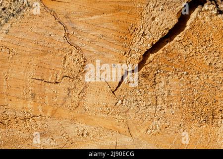 Photo de la coupe transversale de la vue de dessus d'un grand arbre jaune avec une souche annuelle en bois d'anneau et des fissures. Texture naturelle et concept environnemental Banque D'Images