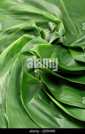 Feuilles de bambou brutes pour le festival de Duanwu de Zongzi ou le festival de bateau-dragon. Contexte alimentaire Banque D'Images