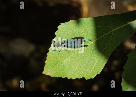 Belle Demoiselle (Calopteryx virgo) sur la feuille verte. Parc national de Kazdaglari (montagne Ida). Bleu métallique et vert Banque D'Images