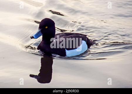 Un canard touffeté mâle, Aythya Fuligula, avec des gouttes d'eau sur son dos, nageant sur un lac de palourdes dans le sud de l'Angleterre, au crépuscule Banque D'Images