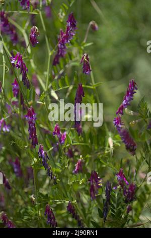 Flora of Gran Canaria - Vicia villosa, vesce velue, fond macro floral naturel Banque D'Images