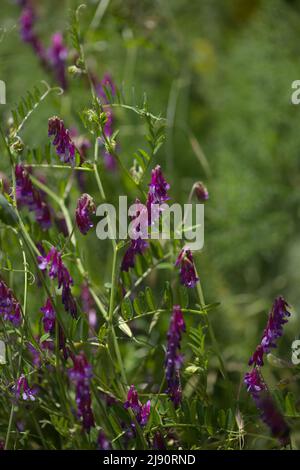 Flora of Gran Canaria - Vicia villosa, vesce velue, fond macro floral naturel Banque D'Images