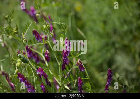 Flora of Gran Canaria - Vicia villosa, vesce velue, fond macro floral naturel Banque D'Images