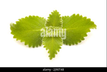 Coleus amboinicus, origan cubain isolé sur fond blanc Banque D'Images