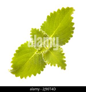 Coleus amboinicus, origan cubain isolé sur fond blanc Banque D'Images